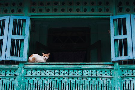 Myanmar, Burma, Moulmein, Mawlamyine. A watchful cat in an old colonial house, Moulmein. Stock Photo - Rights-Managed, Code: 862-03807976