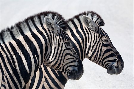 etosha national park - Namibie, Etosha. Debout de zèbre de plaines doucement sur un pan dans le Parc National d'Etosha. Photographie de stock - Rights-Managed, Code: 862-03807998