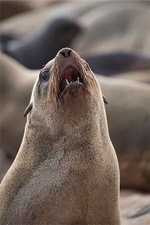 simsearch:841-02718248,k - Namibia, A barking Cape Fur Seal. One of a colony of thousands. Foto de stock - Con derechos protegidos, Código: 862-03808002