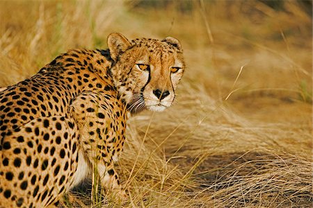 simsearch:862-03437281,k - Un adulte proies traque Cheetah dans l'herbe longue dans la lumière dorée du soleil couchant, désert du Namib, Damaraland, Namibie Photographie de stock - Rights-Managed, Code: 862-03808010