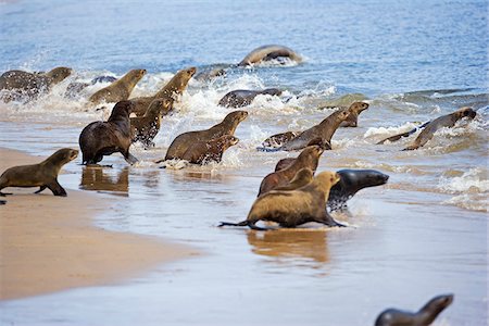 Namibia, Walvis Bay. Cape Fur Seals take to the waters of Walvis Bay Lagoon near Swakopmund. Foto de stock - Con derechos protegidos, Código: 862-03808011