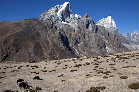 La vallée de Khumbu au Népal, région de l'Everest. Le pâturage au-dessus Periche yacks paissent sur l'Everest Base Camp Trail Photographie de stock - Rights-Managed, Code: 862-03808025