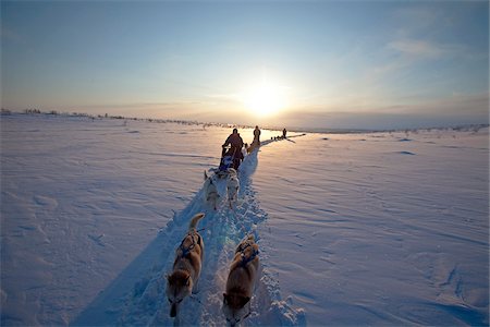 Norvège, région de Finnmark. Traîneau à chiens dans le cercle polaire arctique Photographie de stock - Rights-Managed, Code: 862-03808108