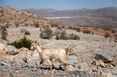 Oman, Al Jabal Al Akhdar. View across plateau in Al Jabal mountains. Stock Photo - Rights-Managed, Code: 862-03808184