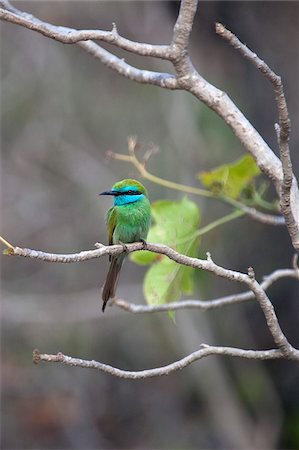 Oman, Salalah. Blue-cheeked bee-eater. Stock Photo - Rights-Managed, Code: 862-03808191