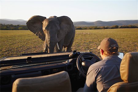 Elephant safari jeep, parc des éléphants d'Addo, Eastern Cape, Afrique du Sud l'approche Photographie de stock - Rights-Managed, Code: 862-03808226