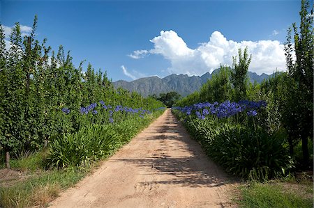 franschhoek - Afrique du Sud, Franschhoek. Un long trajet emprunte un verger dans la vallée de Franschhoek. Photographie de stock - Rights-Managed, Code: 862-03808220