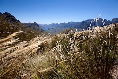 south africa mountains - South Africa, Franschhoek. A view through the long grasses of the Fynbos in the Mont Rochelle Nature Reserve near Franschhoek. Stock Photo - Rights-Managed, Code: 862-03808223