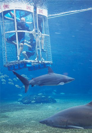 simsearch:862-03808441,k - Cage de personnes plongées dans l'aquarium de requins à uShaka Marine World, Durban, KwaZulu-Natal, Afrique du Sud Photographie de stock - Rights-Managed, Code: 862-03808398