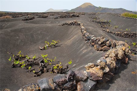 spain wine - Lanzarote Island. Belongs to the Canary Islands and its formation is due to recent volcanic activities. Spain. In  La Geria the wines are produced in full volcanic ash. Stock Photo - Rights-Managed, Code: 862-03808568