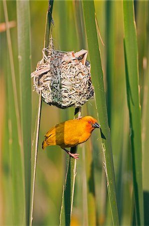 simsearch:862-03808656,k - An African Golden Weaver at its nest near Soni in the Western Arc of the Usambara Mountains. Stock Photo - Rights-Managed, Code: 862-03808654