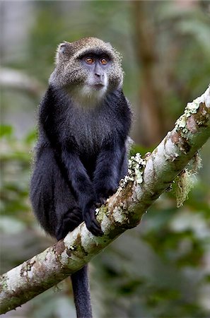 simsearch:862-03808656,k - A Blue Monkey in the Amani Nature Reserve, a protected area of 8,380ha situated in the Eastern Arc of the Usambara Mountains. Stock Photo - Rights-Managed, Code: 862-03808657