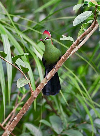 A beautiful Fischer s Turaco in the Amani Nature Reserve, a protected area of 8,380ha situated in the Eastern Arc of the Usambara Mountains. Foto de stock - Con derechos protegidos, Código: 862-03808658