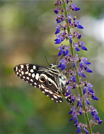 A butterfly in the Amani Nature Reserve, a protected area of 8,380ha situated in the Eastern Arc of the Usambara Mountains. Stock Photo - Rights-Managed, Code: 862-03808660