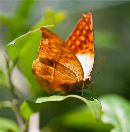 A Charaxes butterfly in the Amani Nature Reserve, a protected area of 8,380ha situated in the Eastern Arc of the Usambara Mountains. Stock Photo - Rights-Managed, Code: 862-03808661