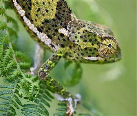 simsearch:862-03711632,k - A female two-horned chameleon in the Amani Nature Reserve, a protected area of 8,380ha situated in the Eastern Arc of the Usambara Mountains. Stock Photo - Rights-Managed, Code: 862-03808662