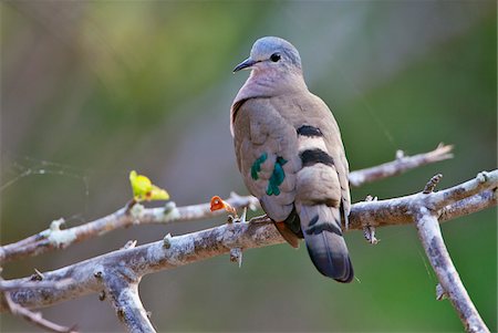 pigeon - An Emerald-spotted Wood-Dove in Selous Game Reserve. Stock Photo - Rights-Managed, Code: 862-03808689