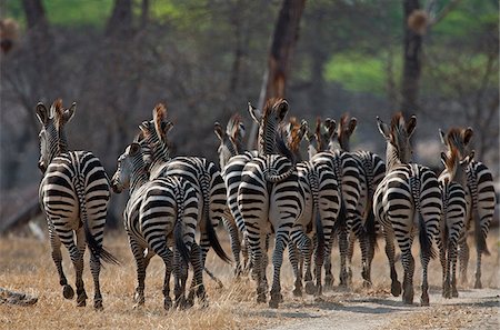 simsearch:862-03713956,k - Un troupeau de zèbres communs en mouvement dans les pays de la brousse sèche de la réserve de gibier de Selous. Photographie de stock - Rights-Managed, Code: 862-03808697