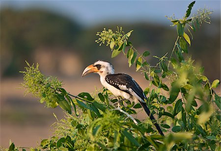 A hornbill in Ruaha National Park. Foto de stock - Direito Controlado, Número: 862-03808717