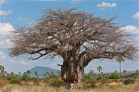 simsearch:862-03713956,k - Un grand baobab dans le Parc National de Ruaha. Des dommages à l'écorce de son tronc éléphant sont tout à fait évident. Photographie de stock - Rights-Managed, Code: 862-03808722