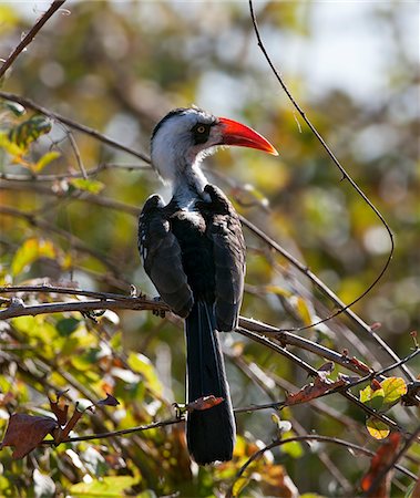 simsearch:862-03807803,k - Un Calao à bec rouge de Ruaha. Cette espèce d'oiseau (Tockus ruahae) a récemment été identifiée. Photographie de stock - Rights-Managed, Code: 862-03808723