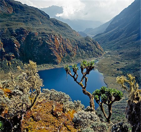 simsearch:862-03808741,k - Lake Bujuku from the top of the Scott Elliot Pass (14,350 feet) looking northeast down the Bujuku Valley.  Tree Senecios, or Giant Groundsels, everlasting flowers (helicrysum), old man s beard and mosses can be seen in the foreground. Foto de stock - Direito Controlado, Número: 862-03808738