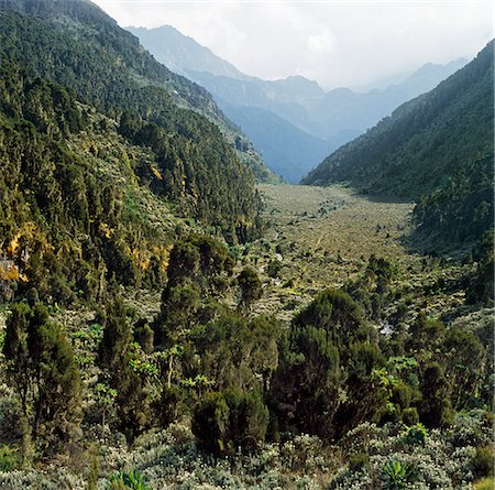 Le haut Bigo Bog (11 800 pieds) dans la vallée de la rivière de Bujuku. La ligne visible au milieu de la tourbière est un trottoir de bois, ce qui rend la randonnée plus facile et permet d'économiser la végétation fragile de la destruction inutile. Photographie de stock - Rights-Managed, Code: 862-03808733