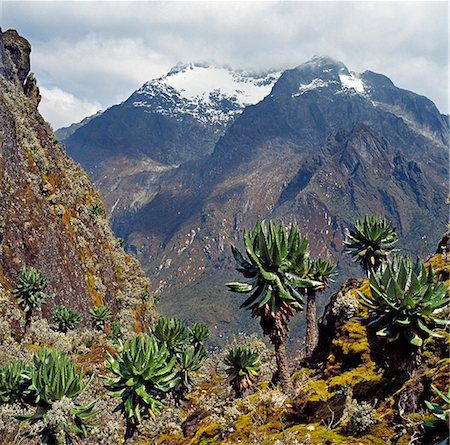 simsearch:862-03808741,k - Mount Baker (15,889 feet) from the top of the Scott Elliot Pass (14,350 feet) with tree Senecios, or Giant Groundsels, everlasting flowers (helicrysum) and mosses in the foreground. Foto de stock - Direito Controlado, Número: 862-03808740