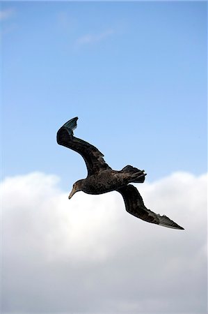 paso de drake - Antarctica, Drakes Passage.Giant Petrels, Macronectes giganteus, in flight over Drakes Passage.Largest of the petrel family, Giant petrels, unlike albatrosses, forage on both land and sea.On land, they kill birds as large as King penguins and scavenge in seal colonies.At sea, they eat fish, squid and crustaceans, scavenging dead whales and seabirds, as well. Foto de stock - Con derechos protegidos, Código: 862-03820160