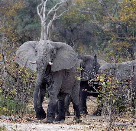 simsearch:862-03820190,k - An elephant matriarch, or family head, looks menacing in a wooded area of the Moremi Wildlife Reserve as one of her offspring puts up its trunk.Moremi is the only area of the Okavango Delta accessible by motor vehicle Foto de stock - Con derechos protegidos, Código: 862-03820184
