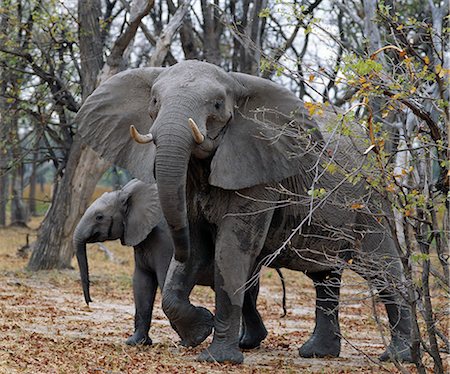 Une matriarche de l'éléphant, ou chef de famille, semble menaçant dans une zone boisée de la réserve faunique de Moremi comme l'un de ses descendants met vers le haut de son tronc.Moremi est la seule région du Delta de l'Okavango, accessible par véhicule à moteur Photographie de stock - Rights-Managed, Code: 862-03820185