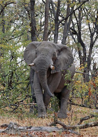 simsearch:862-03366376,k - Un seul taureau éléphant ressemble dans une zone boisée de la Reserve.Moremi de la faune de Moremi, menaçant incorpore des chefs de l'île et a été la première réserve en Afrique à être créé par les indigènes africains. Protéger les écosystèmes riches et diversifiés des régions centrales et orientales du Delta de l'Okavango. Photographie de stock - Rights-Managed, Code: 862-03820186