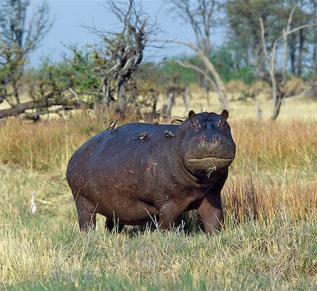 simsearch:862-03820189,k - A lone hippo with attendant red billed oxpeckers, or tick birds, grazes near the edge of the Okavango Swamp in the Moremi Wildlife Reserve. This hippo has gashes on its side which are probably the result of a territorial fight with another hippo. Foto de stock - Con derechos protegidos, Código: 862-03820187