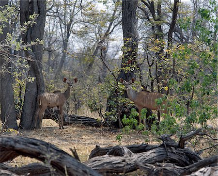 simsearch:862-03820840,k - Un mélange de jeune mâle et femelle grand koudou dans leur environnement dans une zone boisée de la Reserve.Moremi de la faune de Moremi incorpore des chefs de l'île et a été la première réserve en Afrique à être créé par les indigènes africains. Photographie de stock - Rights-Managed, Code: 862-03820189