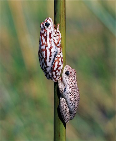 A male and female painted reed frog cling to a reed in one of the myriad waterways of the Okavango delta. Fed by the Okavango River, which rises in Angola, the Okovango swamp covers an area of 6,500 square miles and is a haven for wildlife. Stock Photo - Rights-Managed, Code: 862-03820181