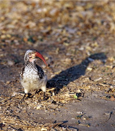 simsearch:862-03820183,k - A Red billed Hornbill grubs for insects in the Moremi Wildlife Reserve.This friendly species spends much of its time feeding on the ground.Moremi incorporates Chiefs Island and was the first reserve in Africa to be created by indigenous Africans. Foto de stock - Con derechos protegidos, Código: 862-03820195