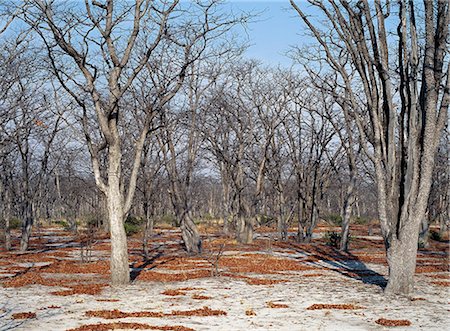 Bare trees, white sandy soil and dried leaves conjure up a winters scene at the end of the hot, dry season in Moremi Wildlife Reserve.Moremi incorporates Chiefs Island and was the first reserve in Africa to be created by indigenous Africans. Stock Photo - Rights-Managed, Code: 862-03820196