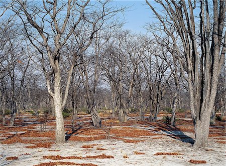 reserva natural de moremi - Bare trees, white sandy soil and dried leaves conjure up a winters scene at the end of the hot, dry season in Moremi Wildlife Reserve.Moremi incorporates Chiefs Island and was the first reserve in Africa to be created by indigenous Africans. Foto de stock - Con derechos protegidos, Código: 862-03820196