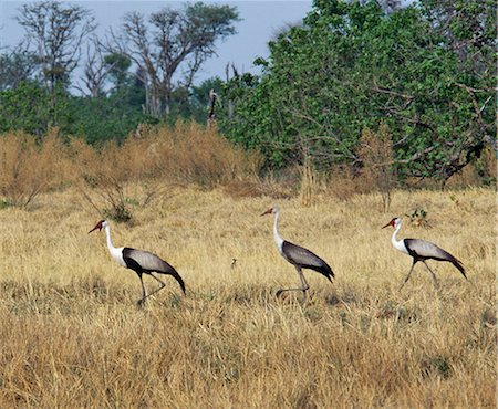 simsearch:862-03820189,k - Three Wattled cranes stride across dry grassland on the edge of the Okavango Swamp in the Moremi Wildlife Reserve.These distinctive birds are wary and generally uncommon.Moremi incorporates Chiefs Island and was the first reserve in Africa to be created by indigenous Africans. Foto de stock - Con derechos protegidos, Código: 862-03820192