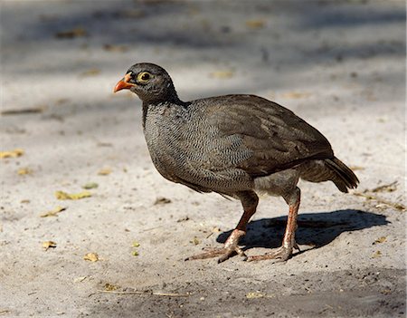 simsearch:862-03820187,k - Francolin à bec rouge, dans la réserve de faune de Moremi. Seuls les mâles de cette espèce commune des pays secs ont éperons Moremi incorpore des chefs de l'île et a été la première réserve en Afrique à être créé par les indigènes africains. Photographie de stock - Rights-Managed, Code: 862-03820193