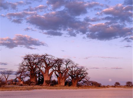 désert de kalahari - Une pleine lune se lève sur un spectaculaire bosquet de baobabs antique, appelée Baines Baobabs, qui pose sur la bordure orientale de la Kudiakam Pan dans le Parc National de Nxai Pan. Photographie de stock - Rights-Managed, Code: 862-03820205