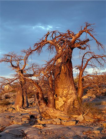 A gnarled baobab tree grows among rocks at Kubu Island on the edge of the Sowa Pan.This pan is the eastern of two huge salt pans comprising the immense Makgadikgadi region of the Northern Kalahari one of the largest expanses of salt pans in the world. Foto de stock - Con derechos protegidos, Código: 862-03820206