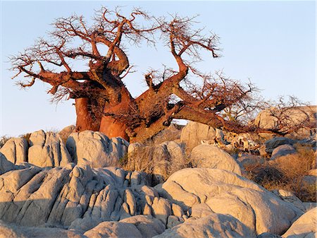 A gnarled baobab tree grows among rocks at Kubu Island on the edge of the Sowa Pan.This pan is the eastern of two huge salt pans comprising the immense Makgadikgadi region of the Northern Kalahari one of the largest expanses of salt pans in the world. Foto de stock - Con derechos protegidos, Código: 862-03820207