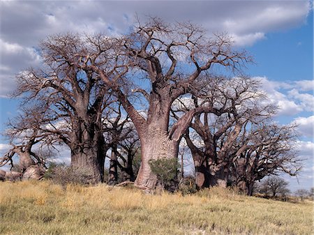 désert de kalahari - Un bosquet spectaculaire de baobabs antique, appelée Baines Baobabs, perché sur le bord oriental de la Kudiakam Pan dans le Parc National de Nxai Pan. Photographie de stock - Rights-Managed, Code: 862-03820203