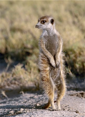 A meerkat on the edge of the Ntwetwe salt pan in the Northern Kalahari.These unusual looking social mongooses inhabit dry, open country with hard ground, such as alkaline salt pans. They leave their dens soon after sunrise and before foraging, they warm themselves facing the sun on their hindlegs in a posture that maximises the exposure of the thin haired underside of their bodies to the sun. Stock Photo - Rights-Managed, Code: 862-03820216