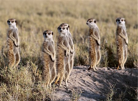 désert de kalahari - Un pack de suricates sur le bord du Chott Ntwetwe dans le Nord Kalahari.These inhabituelle à la recherche sociales mangoustes vivent dans les pays secs et ouverts avec les sols durs, tels que les casseroles de sel alcalins. Ils quittent leur tanière peu après le lever du soleil. Photographie de stock - Rights-Managed, Code: 862-03820218
