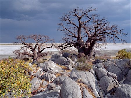 A gnarled baobab tree grows among rocks at Kubu Island on the edge of the Sowa Pan.This pan is the eastern of two huge salt pans comprising the immense Makgadikgadi region of the Northern Kalahari one of the largest expanses of salt pans in the world. Stock Photo - Rights-Managed, Code: 862-03820213