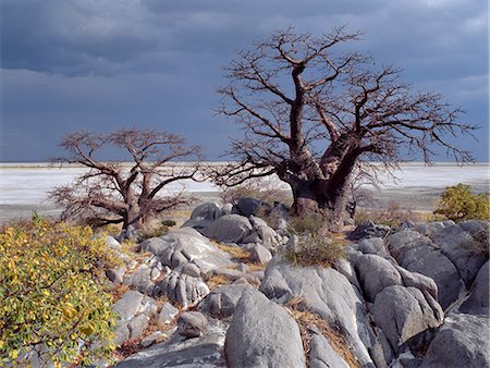 désert de kalahari - Un arbre noueux baobab pousse entre les rochers à Kubu Island sur le bord de la Sowa Pan.This pan est l'est de deux immenses marais salants comprenant l'immense région de Makgadikgadi du Kalahari du Nord parmi les plus grandes étendues de marais salants dans le monde. Photographie de stock - Rights-Managed, Code: 862-03820213