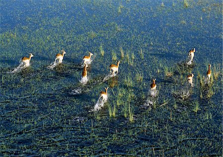 A small herd of Red Lechwe rushes across a shallow floodplain of the Okavango River in the Okavango Delta of northwest Botswana.These heavily built antelopes inhabit swamps and shallow floodplains for which their splayed, elongated hooves are ideally suited. Stock Photo - Rights-Managed, Code: 862-03820224