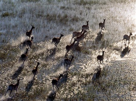 Red Lechwe rush across a shallow tributary of the Okavango River in the Okavango Delta of northwest Botswana.These heavily built antelopes inhabit swamps and shallow floodplains for which their splayed, elongated hooves are ideally suited. Stock Photo - Rights-Managed, Code: 862-03820226